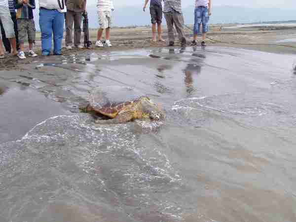 Fig. 8, a) and b). Release of the turtles fitted with transmitters.