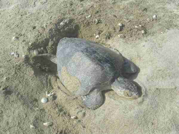 Fig. 2. Here is a clear example of nest destruction, where a female digs up previously laid eggs before they have completed their incubation period. Photo by M. Ocana.