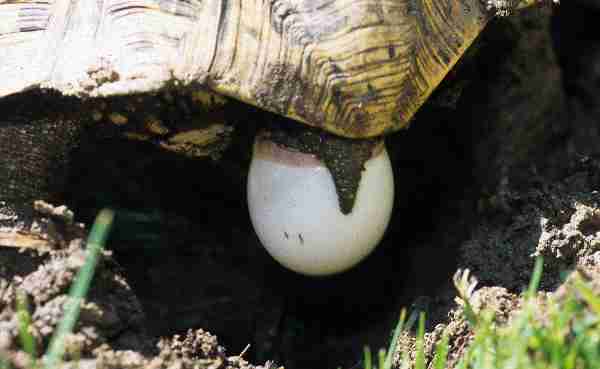 Fig. 6. Egg deposition.