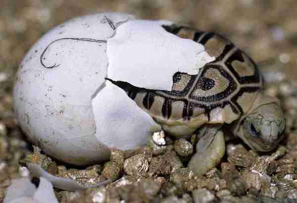 Fig. 7. Hatchling emerging from the egg, clearly showing its ‘egg tooth’.