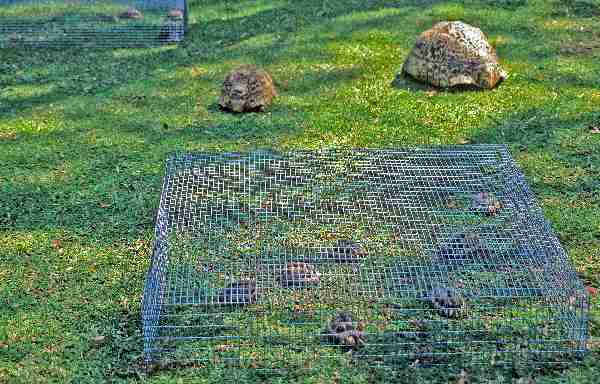 Fig. 8. Outdoor accommodation for juveniles.