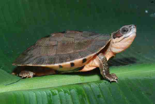 Fig. 1. Hatchling of Meier’s golden coin box turtle (Cuora cyclornata meieri). Photo by Hans-Dieter Philippen.