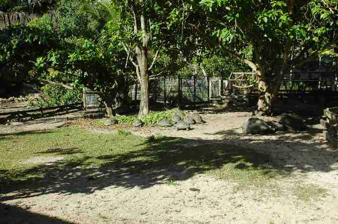 Fig. 1. Seychelles giant tortoise juveniles in the breeding enclosures.