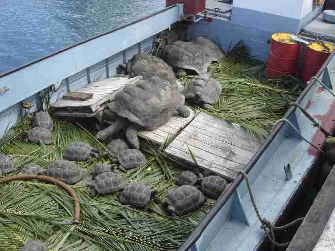 Fig. 12. Tortoises going to Cousine.