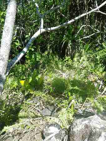 Fig. 14. Tortoise hidden in dense vegetation on the hill of North island, tortoise in the foreground.