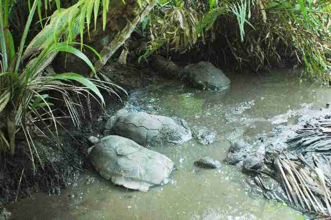 Fig. 3. Arnold’s giant tortoises in the marsh at Grande Barbe.
