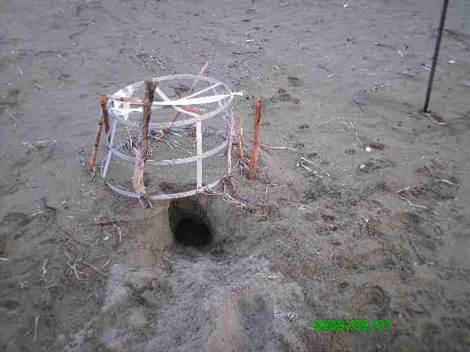 Fig. 14. Loggerhead nest Cove 4 which was predated despite fox deterrents.