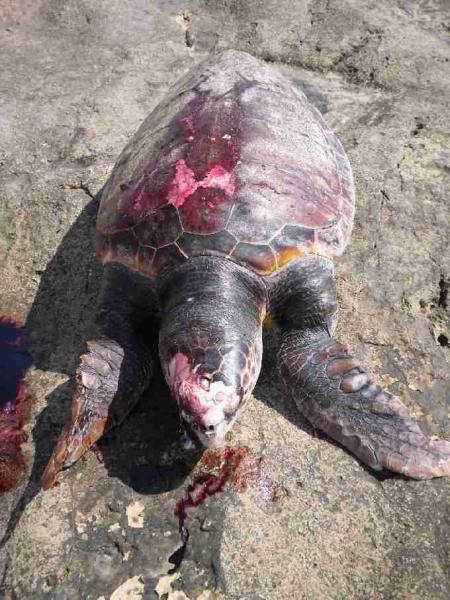 Fig. 5. Male loggerhead found with stab wound to the head and abrasions on carapace, 2009.
