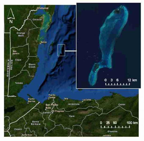 Fig. 1. Map showing geographical location of Lighthouse Reef Atoll.