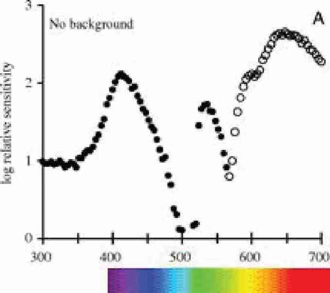 Fig. 1. Different photoreceptors in the tortoise retina.