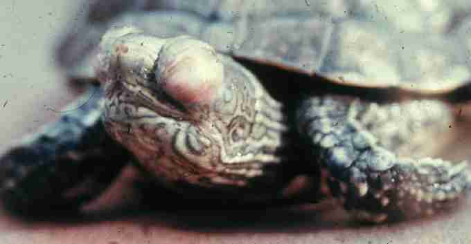 Fig. 3. Hypovitaminosis A in a terrapin.